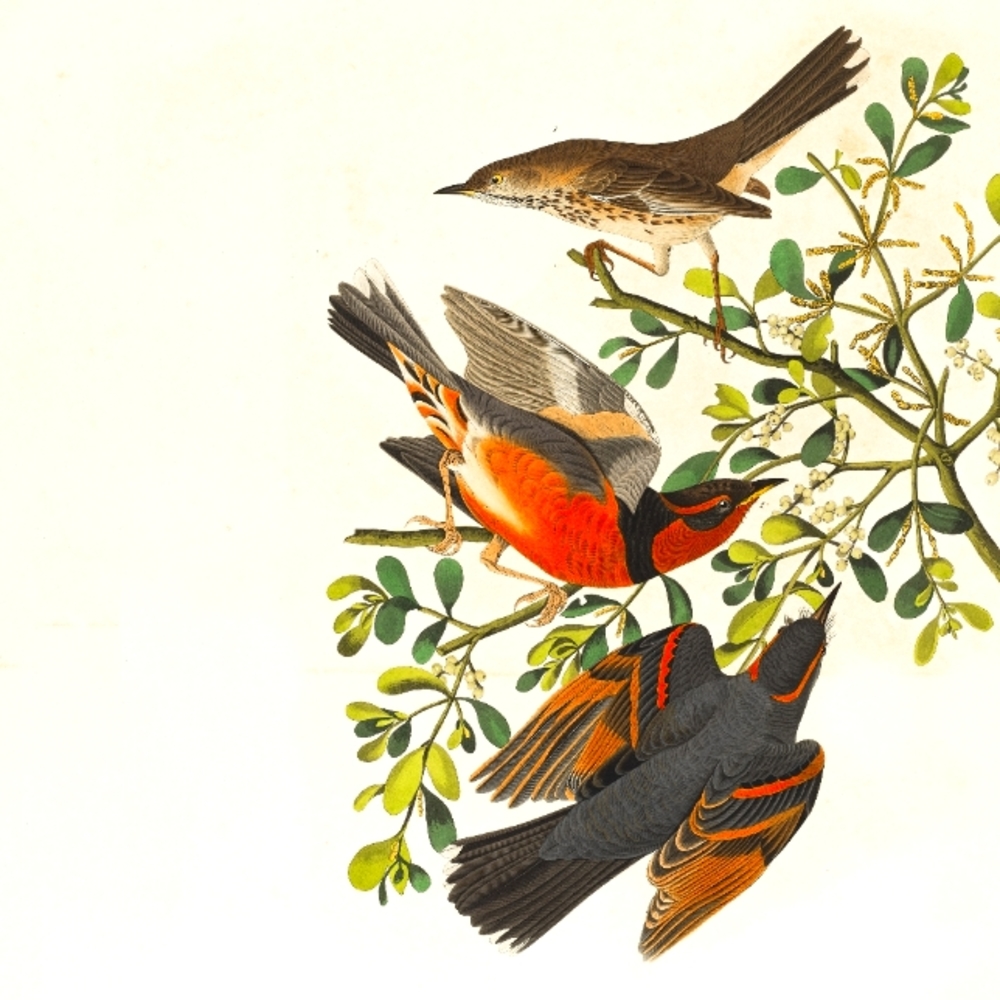 Meet your Posher, Vintage Bird Closet